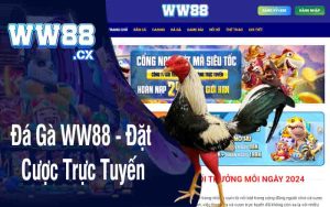 Đá Gà WW88 - Đặt Cược Trực Tuyến